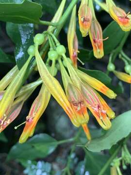 Image of Agelanthus transvaalensis (Sprague) R. M. Polhill & D. Wiens