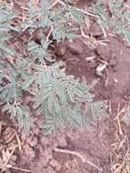 Image de Prosopis farcta (Banks & Sol.) J. F. Macbr.