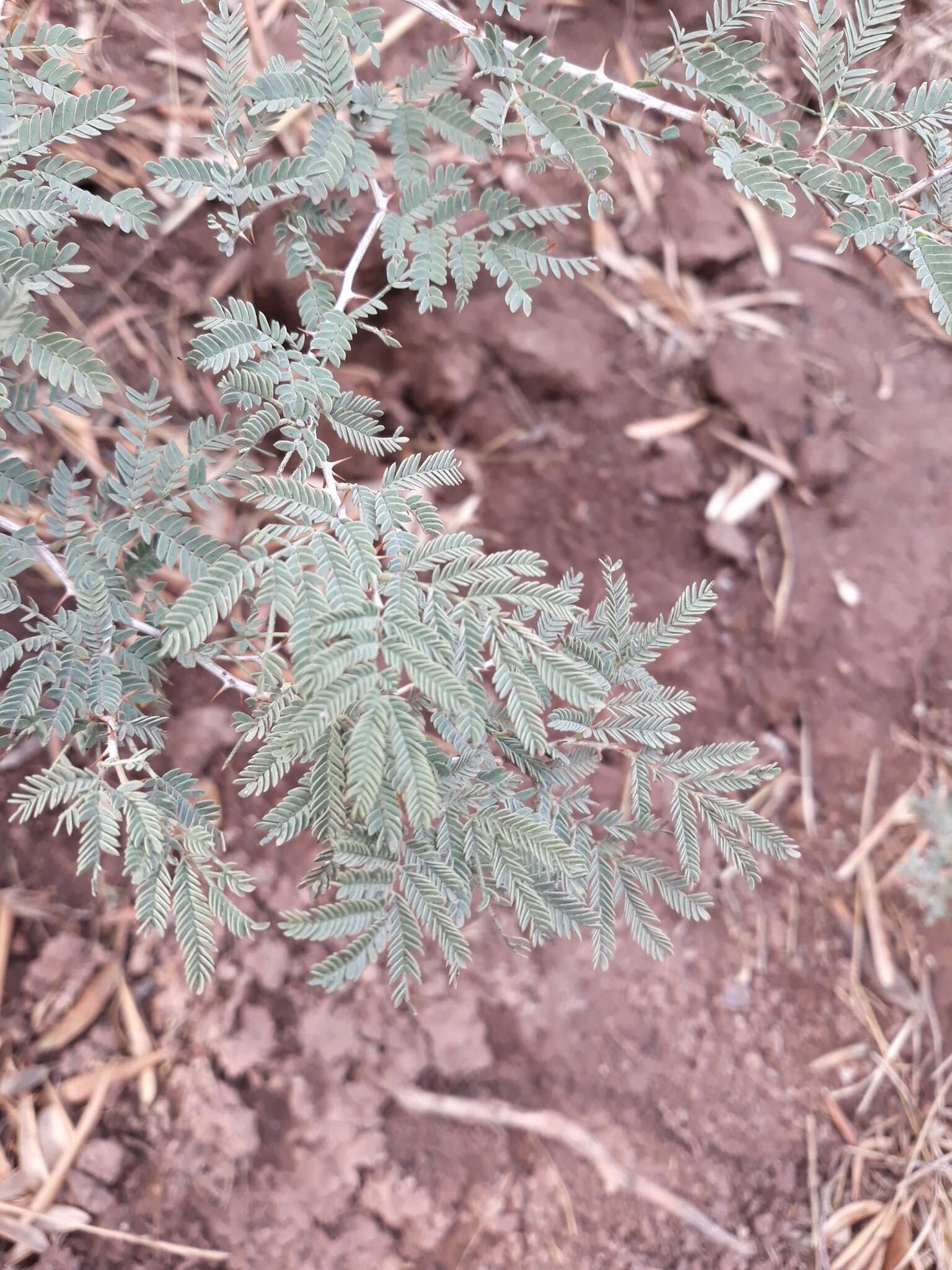 Image de Prosopis farcta (Banks & Sol.) J. F. Macbr.