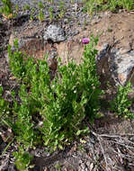 Imagem de Papaver setigerum DC.