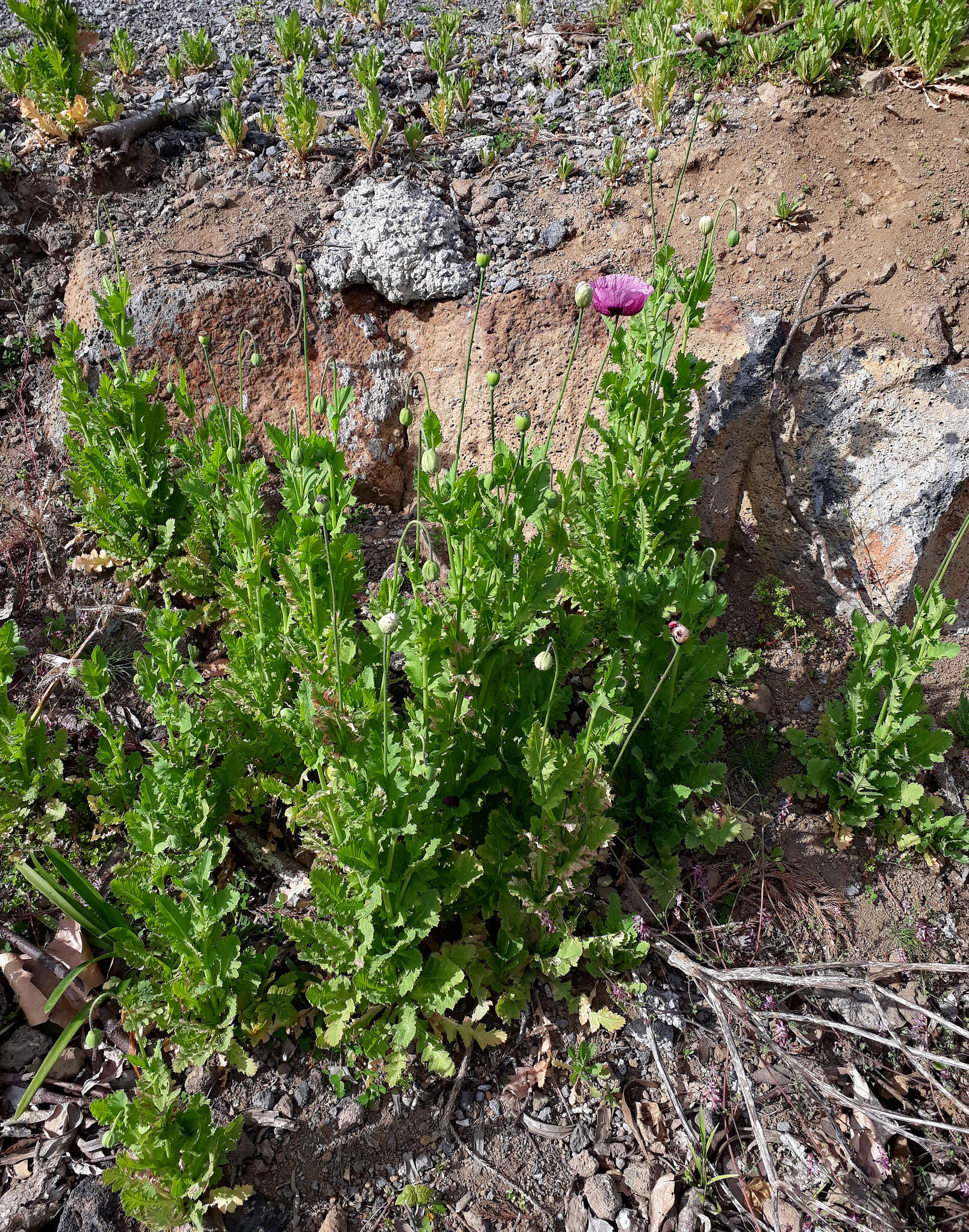 Image of Papaver setigerum DC.