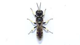 Image de Crossocerus maculipennis (F. Smith 1856)