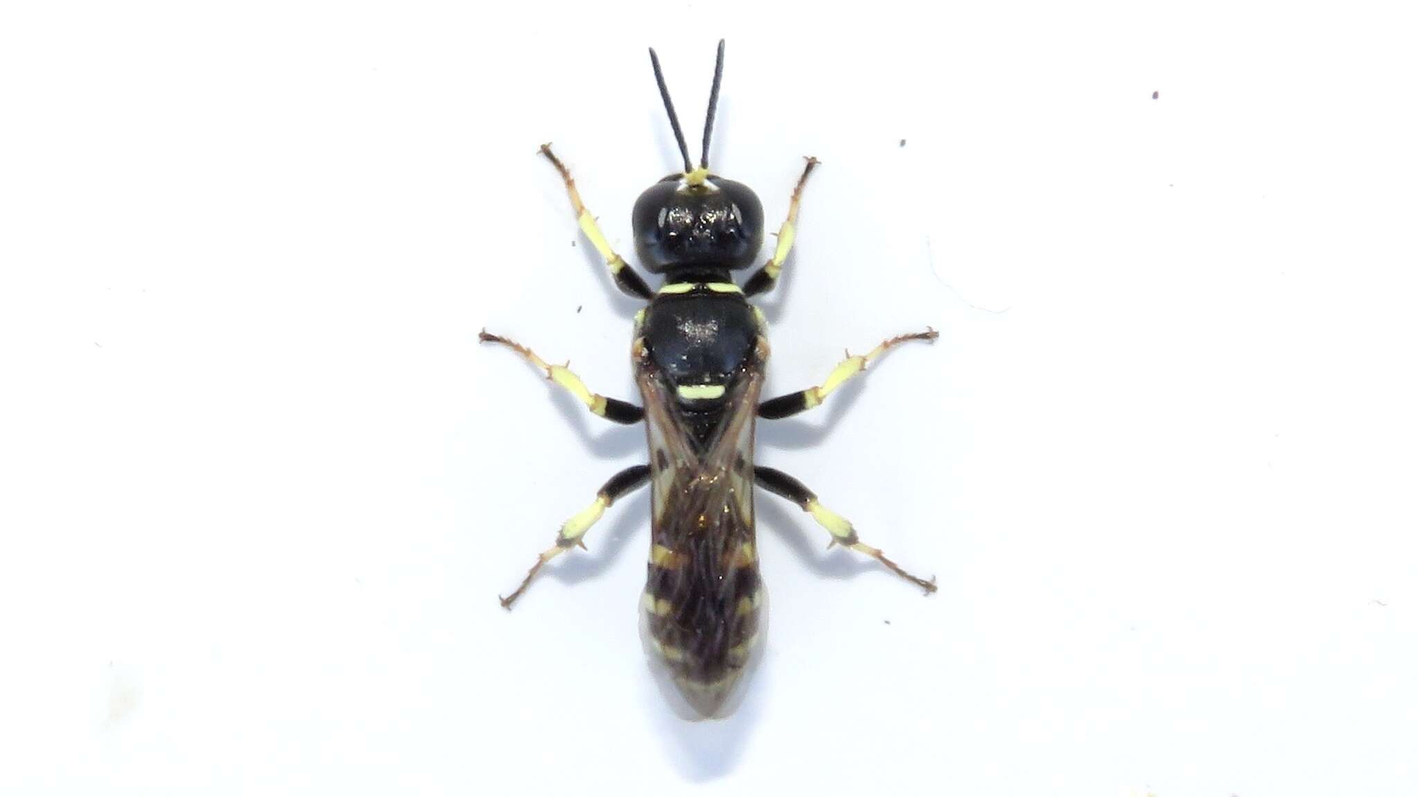 Image of Crossocerus maculipennis (F. Smith 1856)