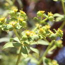 Sivun Euphorbia bupleuroides Desf. kuva