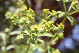 Image of Euphorbia bupleuroides Desf.