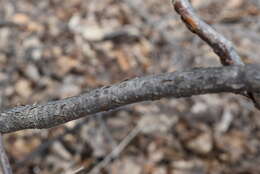 Image of Siberian hazelnut