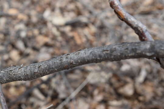 Image of Siberian hazelnut