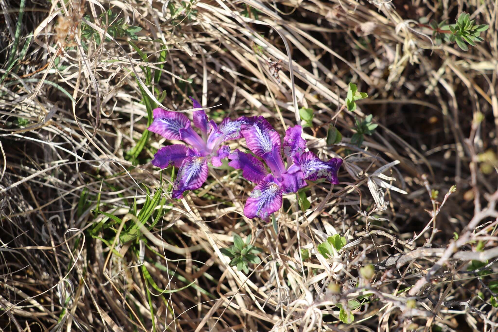 Image of Iris tigridia Bunge ex Ledeb.