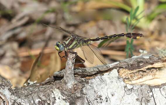 صورة Gomphurus hybridus (Williamson 1902)