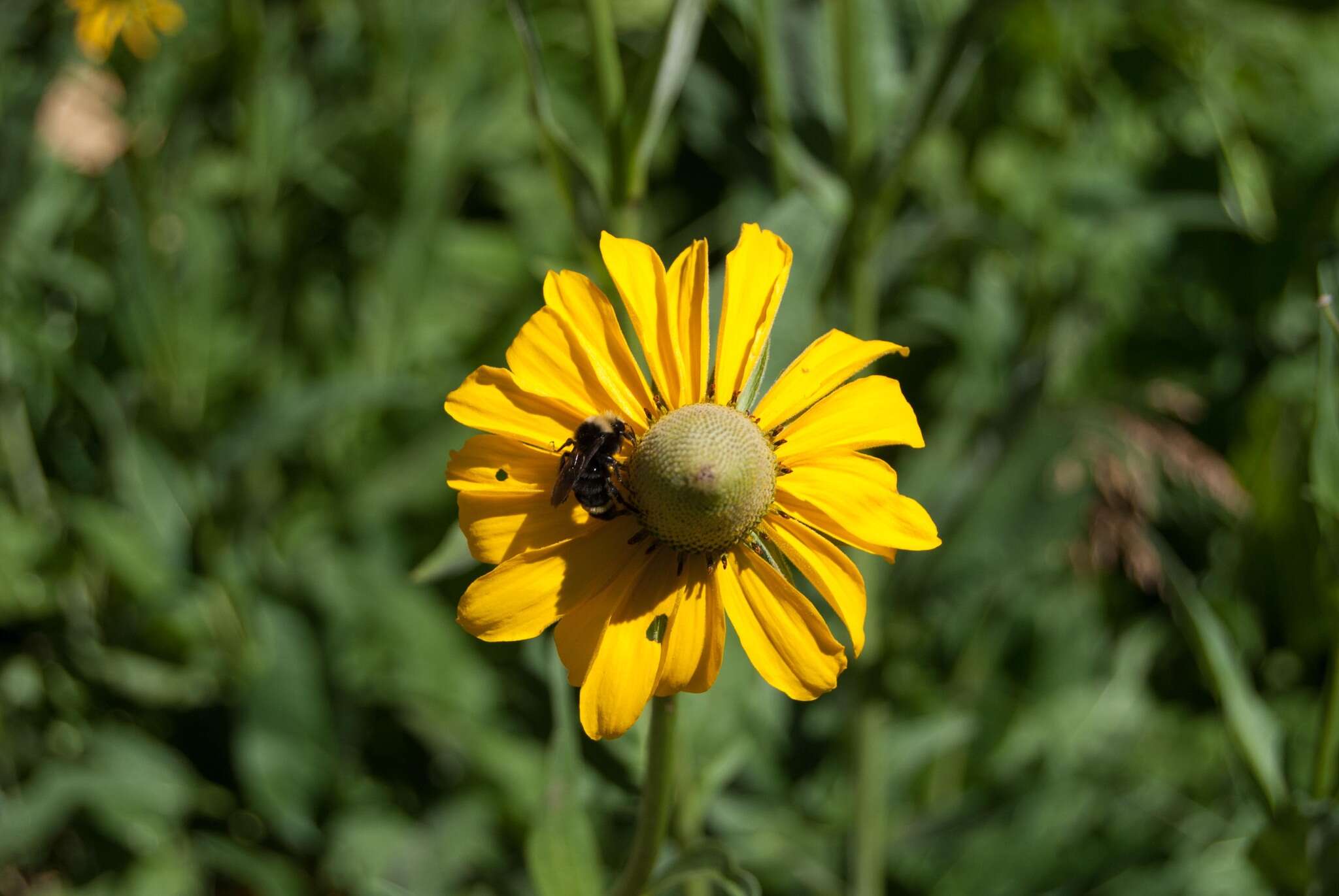 Rudbeckia californica A. Gray的圖片