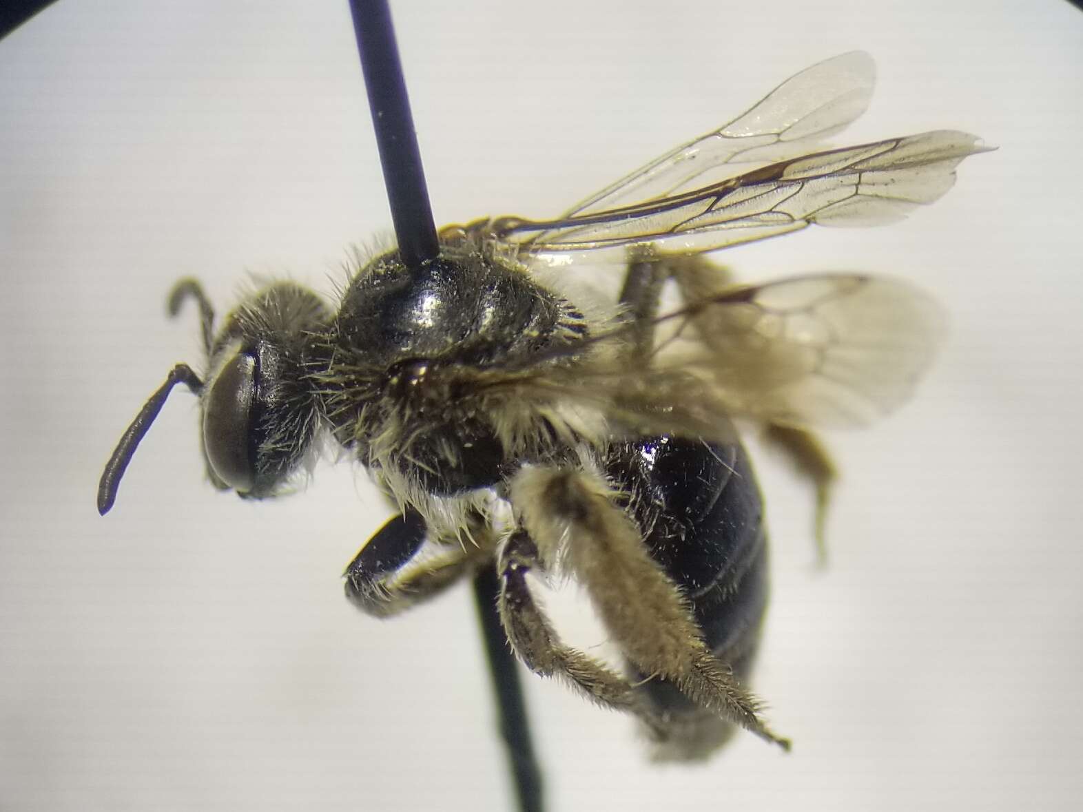 Image of Andrena simplex Smith 1853