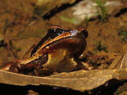 Image of Megophrys gigantica Liu, Hu & Yang 1960