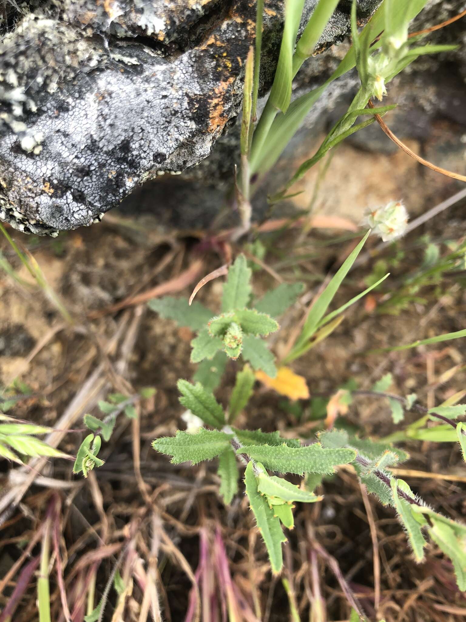 Слика од Streptanthus glandulosus subsp. pulchellus (Greene) Kruckeb.