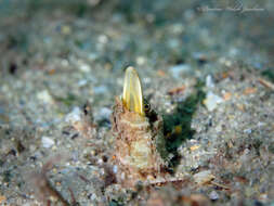 Image of Bluethroat Pikeblenny