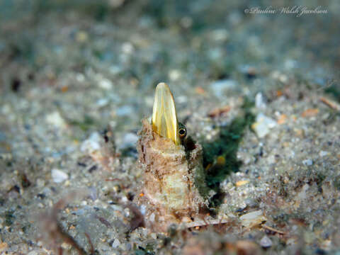 Image of Bluethroat Pikeblenny