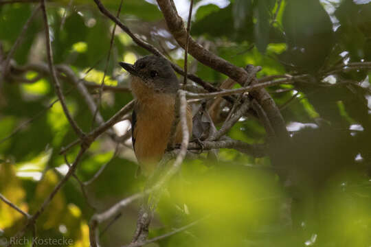 Image of Bower's Shrike-thrush