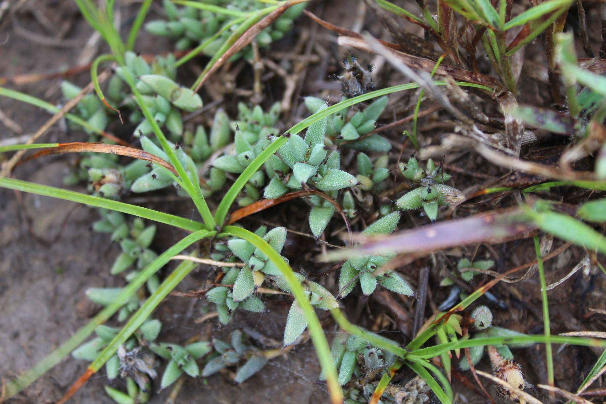 Image of Trichodiadema orientale L. Bol.