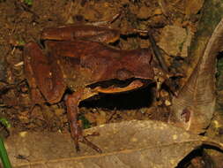 Image of Megophrys gigantica Liu, Hu & Yang 1960