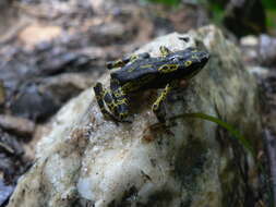 Image of Atelopus hoogmoedi Lescure 1974