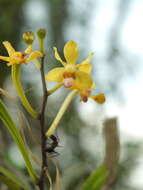 Image of Vanda testacea (Lindl.) Rchb. fil.