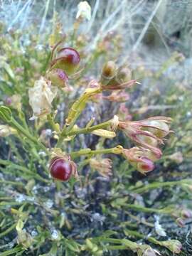 Plancia ëd Menodora decemfida (Gillies ex Hook.) A. Gray