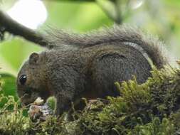 Image of Western Dwarf Squirrel
