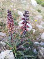 Image of Portuguese Foxglove