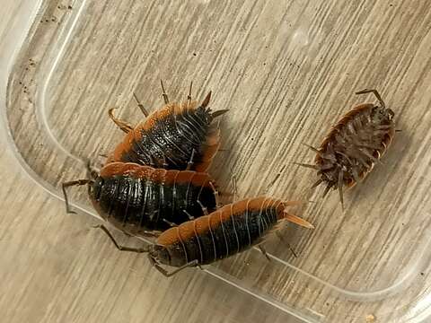 Image of Porcellio duboscqui Paulian de Félice 1941