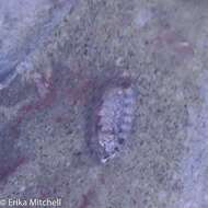 صورة Chiton tuberculatus Linnaeus 1758