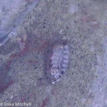 Image of West Indian green chiton