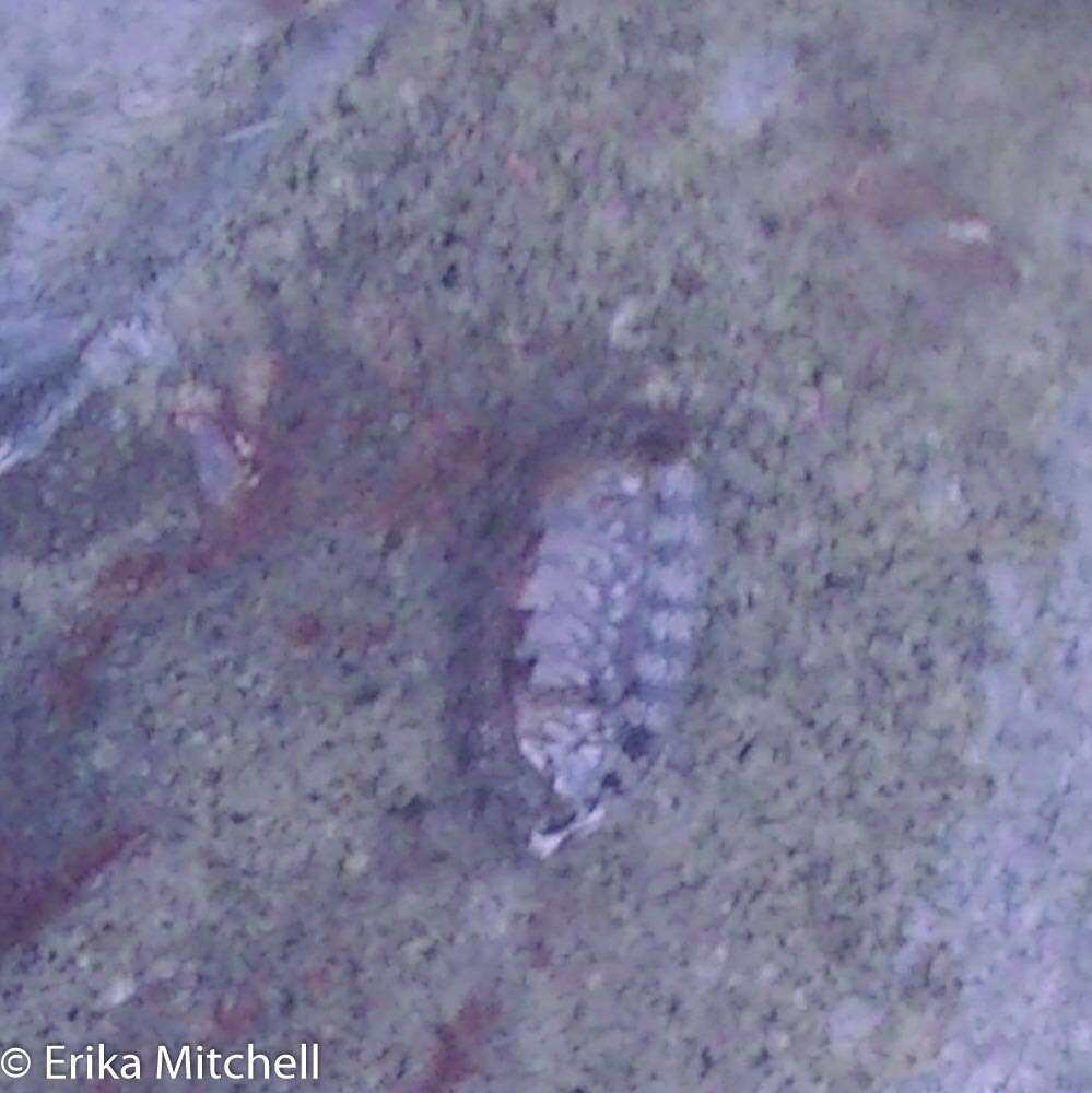 صورة Chiton tuberculatus Linnaeus 1758