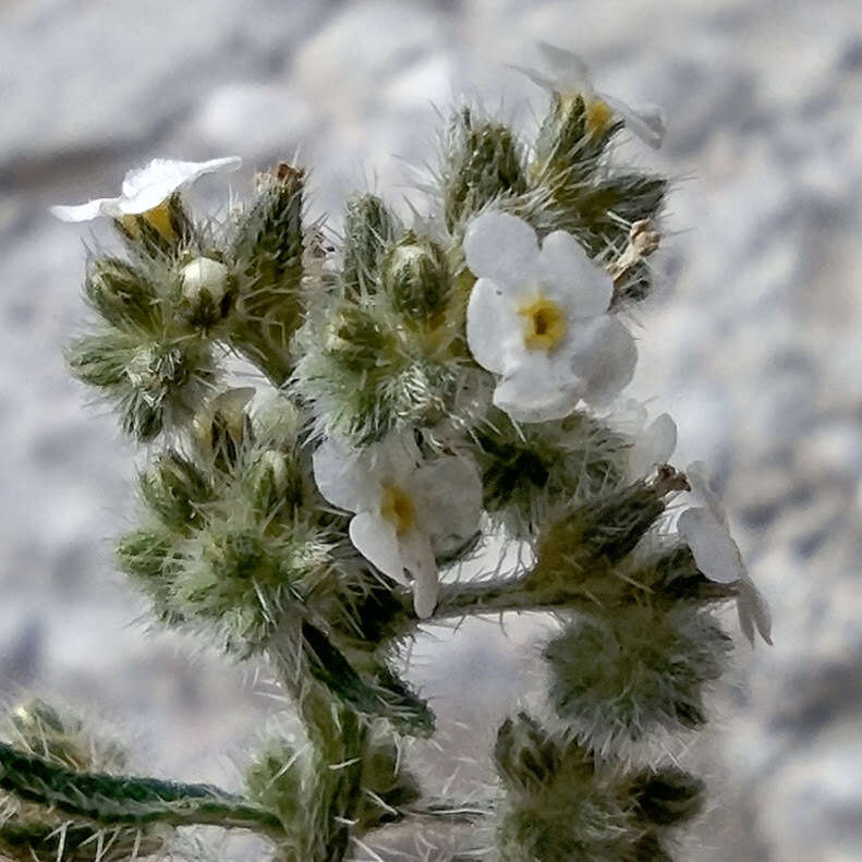 Image of winged cryptantha