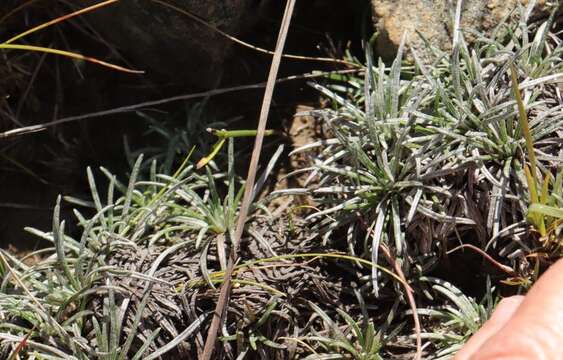 Image of Helichrysum subfalcatum Hilliard