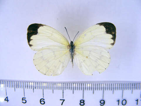 Слика од Eurema hapale (Mabille 1882)