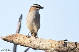 Слика од Tchagra senegalus (Linnaeus 1766)