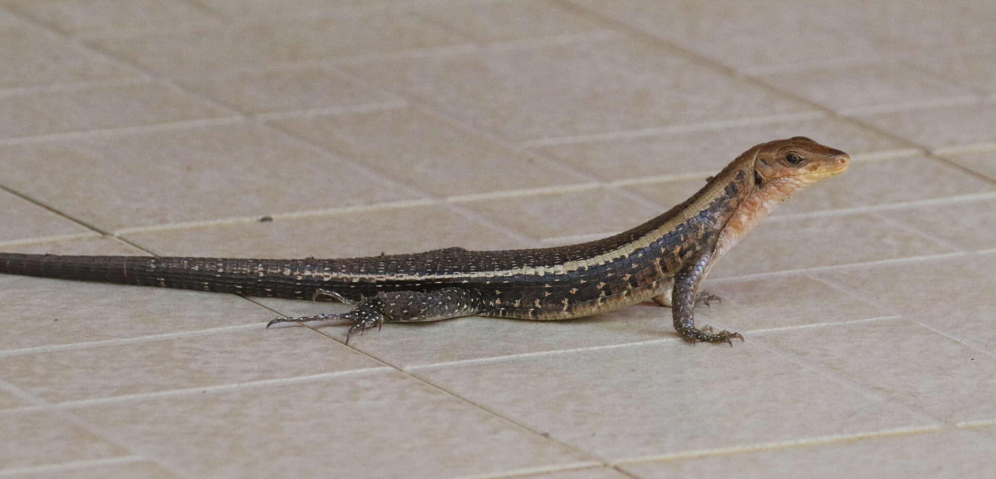 Image of western Girdled Lizard