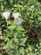 Image of Pinked Mistflower