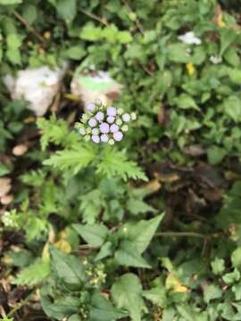 Image of Pinked Mistflower