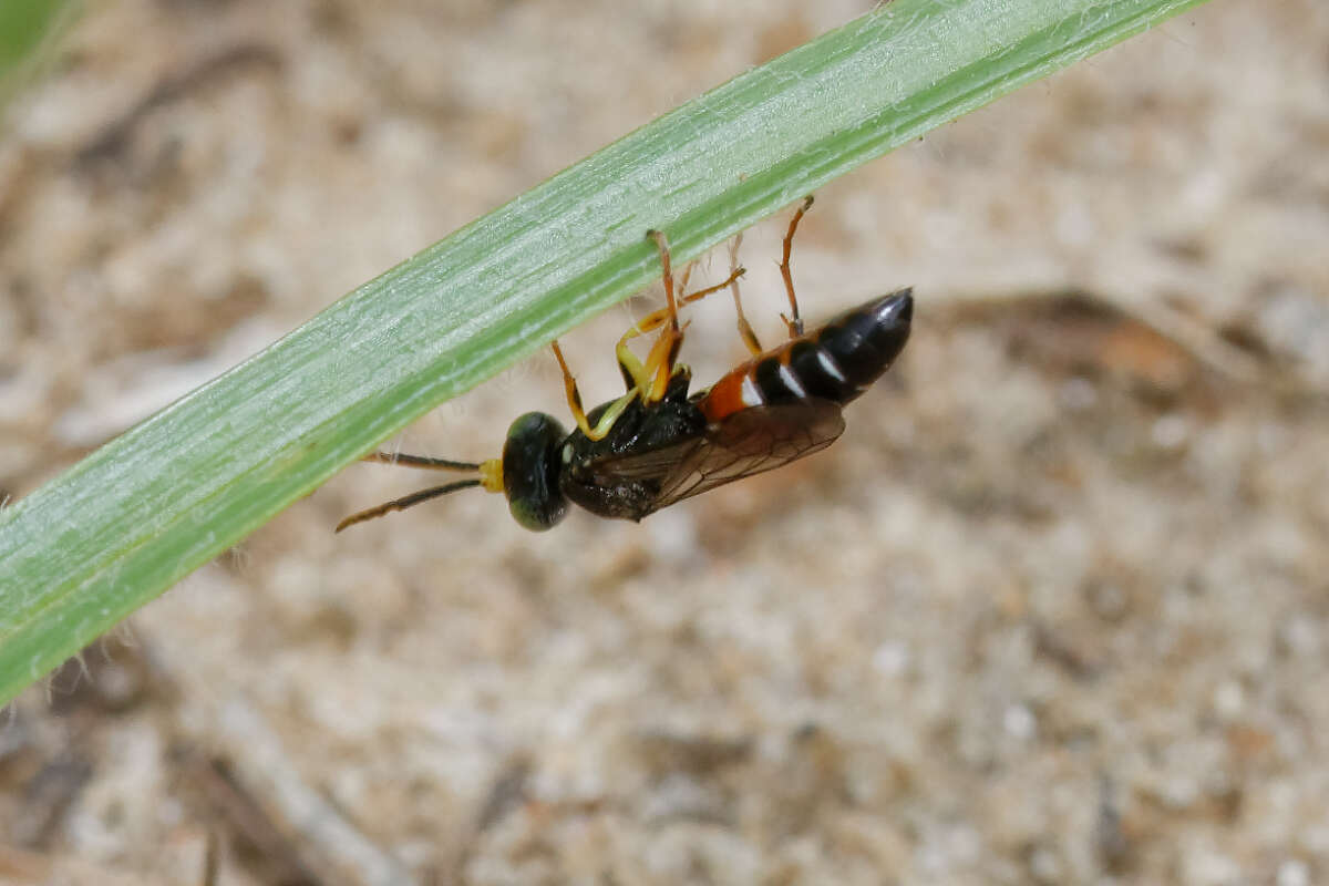 Imagem de Harpactus elegans (Lepeletier 1832)