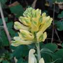 Image of Corydalis balansae Prain