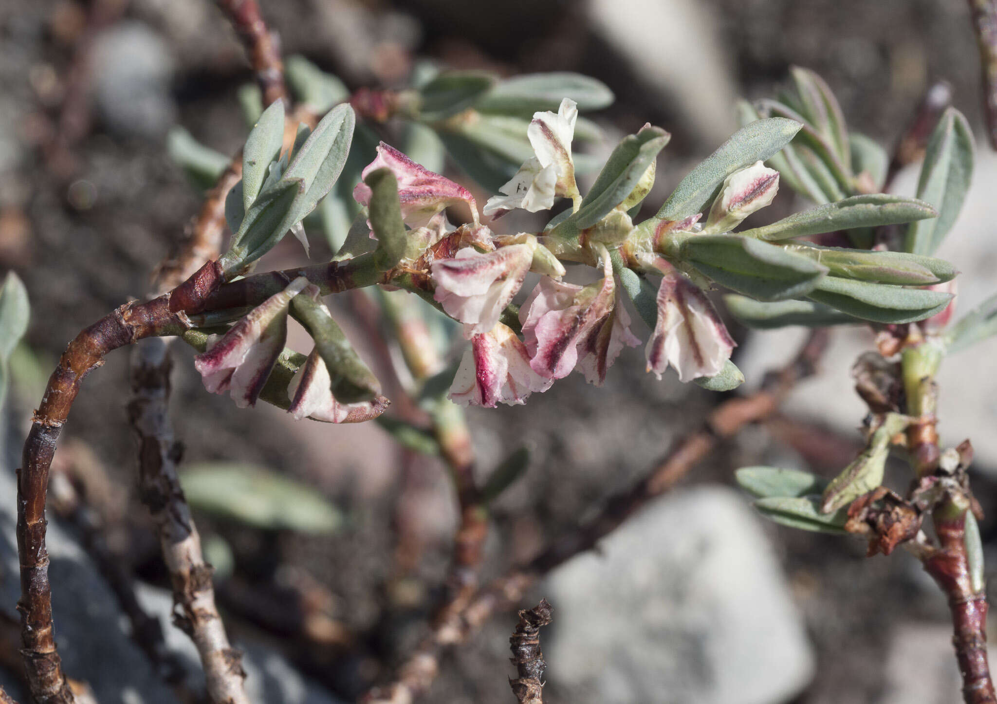 Plancia ëd Polygonum shastense Brewer ex A. Gray