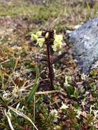 Image of Lapland lousewort