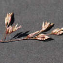 Image of Poa morrisii Vickery