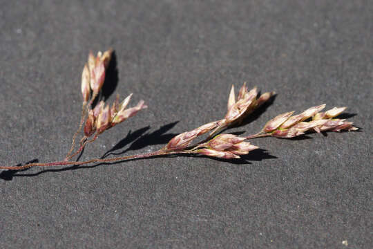 Image of Poa morrisii Vickery