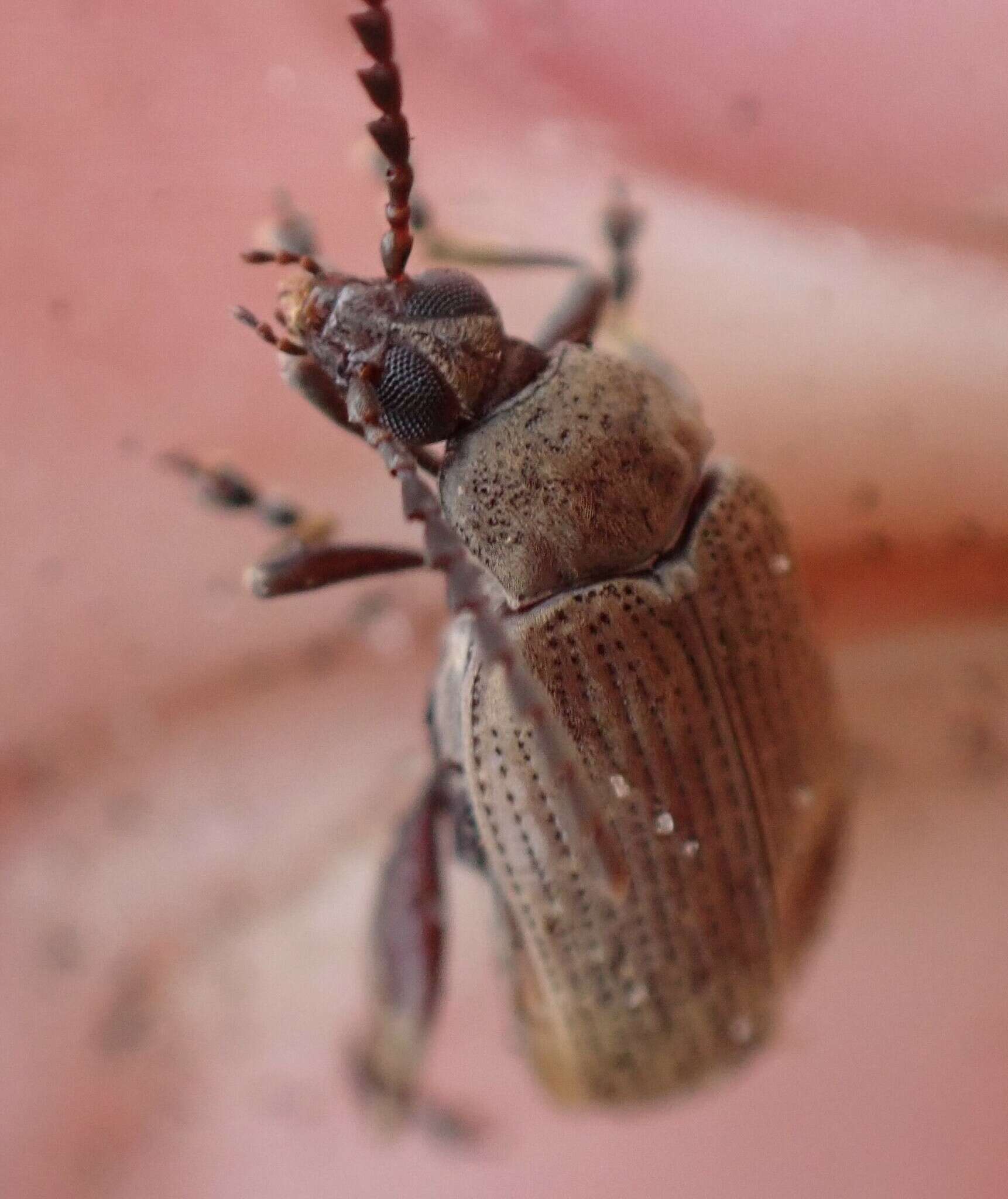 Слика од Caryobruchus gleditsiae (Linnaeus 1767)