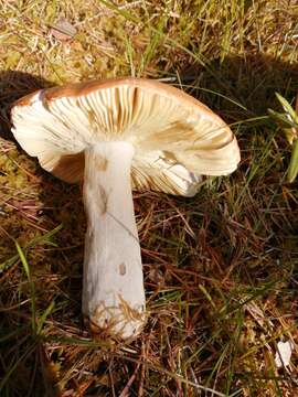 Image of Russula decolorans (Fr.) Fr. 1838