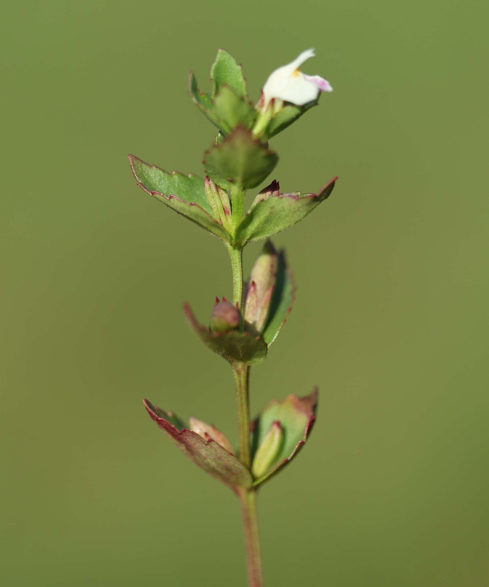 صورة Linderniella nana (Engl.) Eb. Fisch., Schäferh. & Kai Müll.