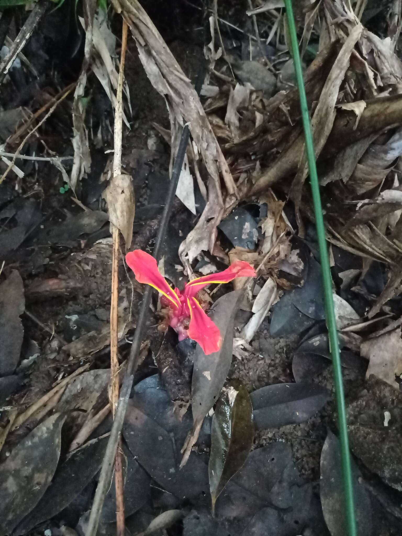 Image de Etlingera coccinea (Blume) S. Sakai & Nagam.