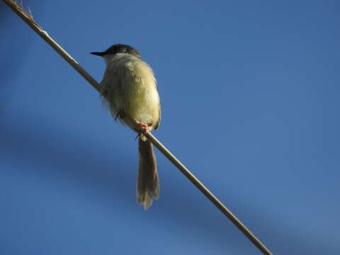 Imagem de Prinia flaviventris (Delessert 1840)