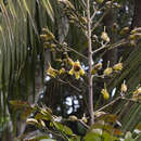 Image of Pajanelia longifolia (Willd.) K. Schum.